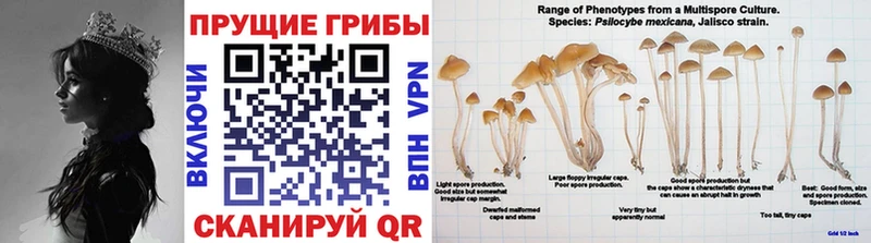 мориарти какой сайт  где купить наркоту  Купино  Псилоцибиновые грибы Psilocybe 